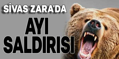 Sivas Zara'da Domuz Avına Çıkan Eski Muhtar, Ayı Saldırısında Yaralandı