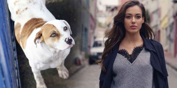 Dilan Çiçek Deniz'e Sokak Köpeği Saldırısı: Kuduz Aşısı Oldu