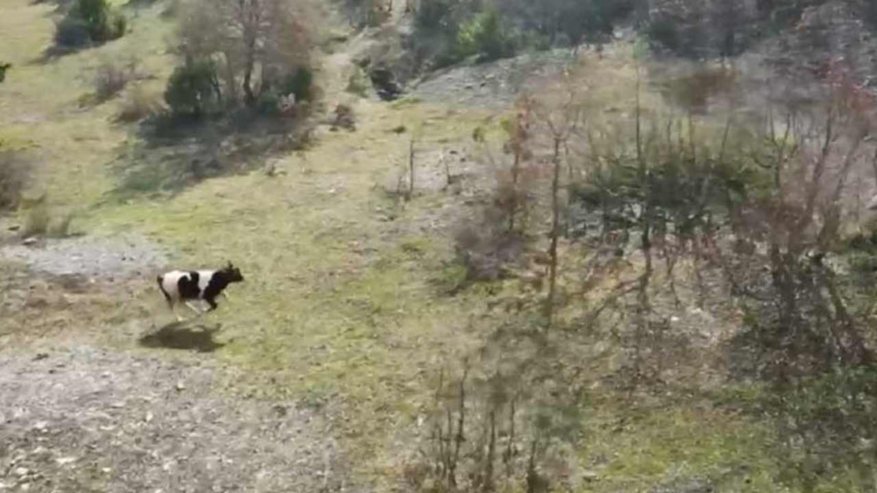 Karabük'te Cami İmamı Dron ile Kayıp İneği Buldu